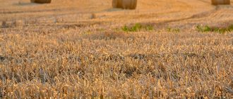 28 січня 2025 року - що можна і не можна робити та яке сьогодні свято