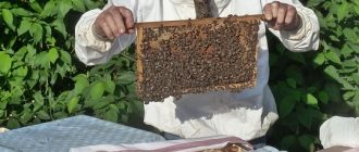 Брудер для курчат: Як вибрати найкраще обладнання для вирощування курчат вдома