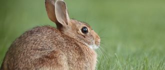 Все, що потрібно знати про морського кролика: Догляд, Харчування та Цікаві Факти