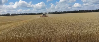 Жнива на Сумщині / Фото: Суспільне