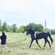 Росіяни почали купувати коней замість позашляховиків / Фото: avito.ru